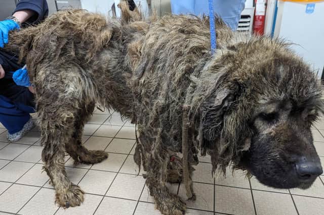 The poor creature was lucky to be alive when he was rescued after being dumped