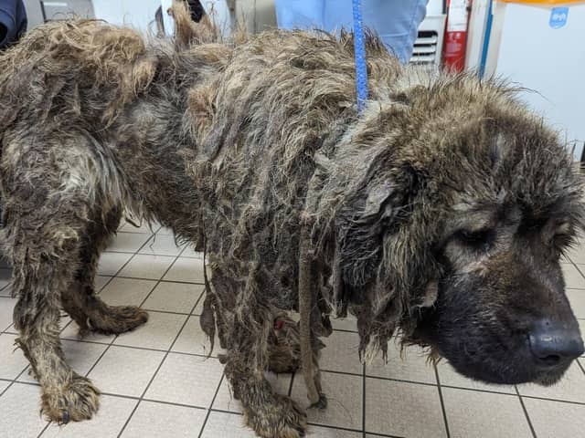 The poor creature was lucky to be alive when he was rescued after being dumped