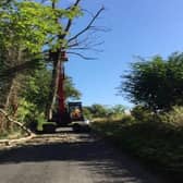 So far in West Sussex, about 4,000 have been felled at 344 roadside sites, more than 50 along public rights of way, 200 on countryside sites such as Worth Way and Forest Way, and nine at corporate sites.

