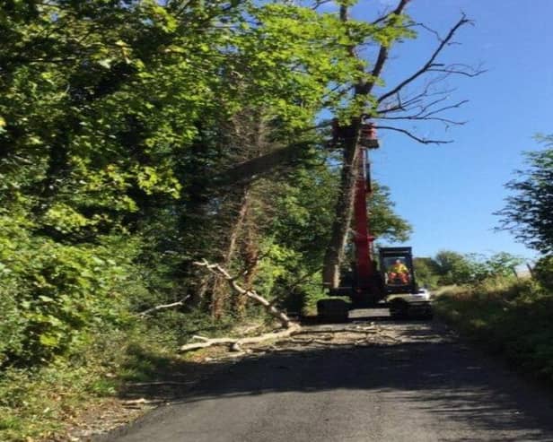 So far in West Sussex, about 4,000 have been felled at 344 roadside sites, more than 50 along public rights of way, 200 on countryside sites such as Worth Way and Forest Way, and nine at corporate sites.

