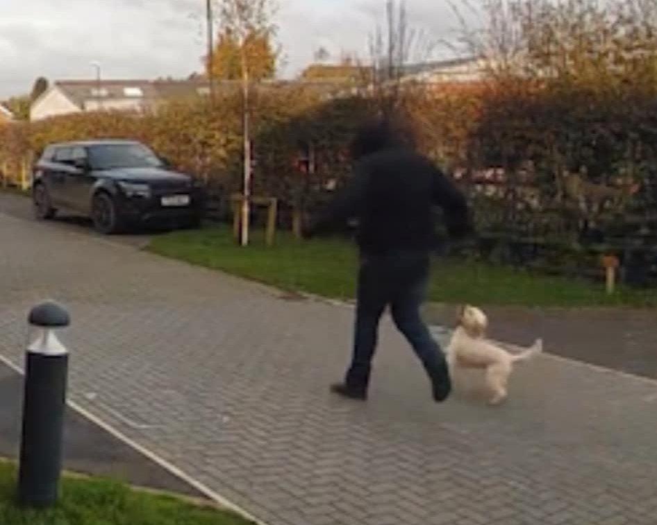 Dognapped in broad daylight: Heartbreaking moment family's beloved cockapoo snatched in raid