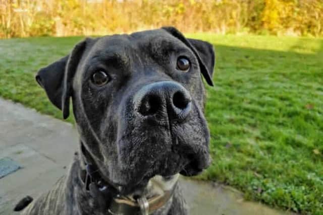 Could you give Bob a loving home? (Photo: RSPCA / SWNS)