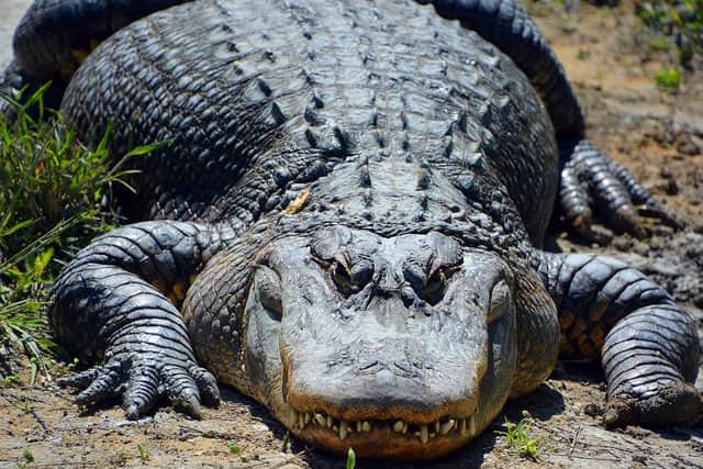 The American alligator, sometimes referred to colloquially as a gator or common alligator, is a large reptile native to the Southeastern United States.
They can be found in freshwater, slow-moving rivers, marshes and swamps from North Carolina to Texas in USA.
These creatures can grow up to 4.5m metres long and can live to the age of 50.