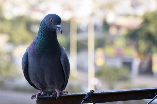 Pigeon shot through beak with nail gun in ‘horrific’ attack (Photo: Shutterstock)