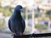 Pigeon shot through beak with nail gun in ‘horrific’ attack