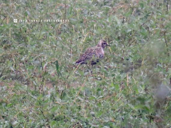The Pacific Golden Plover has been spotted in Derbyshire