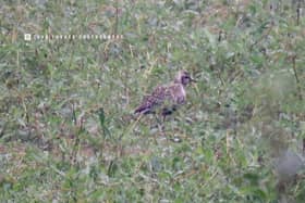 The Pacific Golden Plover has been spotted in Derbyshire