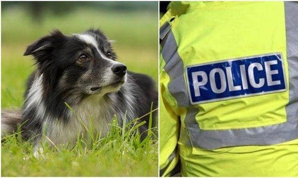 Northamptonshire Police recorded 53 dog thefts in 2021, according to a Freedom of Information request from Direct Line Pet Insurance — up from 20 in 2020 and just eight back in 2019.