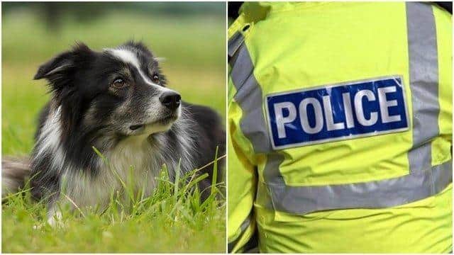 Northamptonshire Police recorded 53 dog thefts in 2021, according to a Freedom of Information request from Direct Line Pet Insurance — up from 20 in 2020 and just eight back in 2019.