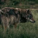 We all fear wolves and other large predators, but the real dangers outdoors come from far more familiar threats writes Professor Tim Coulson.