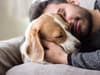 Can dogs get Covid? Symptoms of coronavirus in cats and dogs - and can they catch and carry the virus