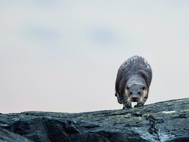 Otters are playful and engaging but also efficient predators with sharp teeth and fast reactions