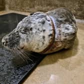 Gnocchi the seal was saved after it suffered horrific injuries (Photo:  RSPCA / SWNS.COM)