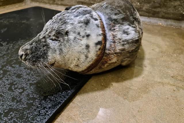 Gnocchi the seal was saved after it suffered horrific injuries (Photo:  RSPCA / SWNS.COM)