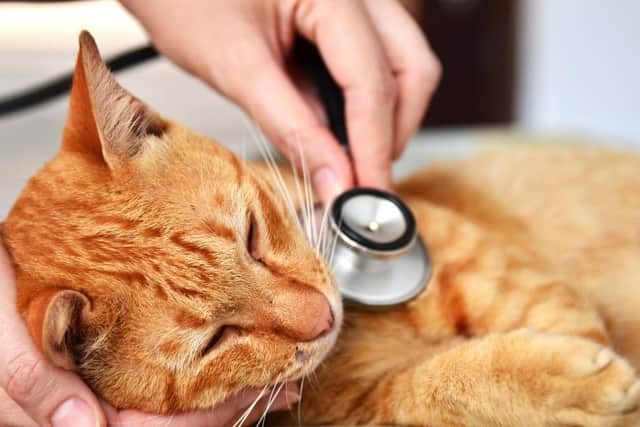 Pancytopenia is a rare bone marrow condition which can cause serious illness in felines (Photo: Shutterstock)