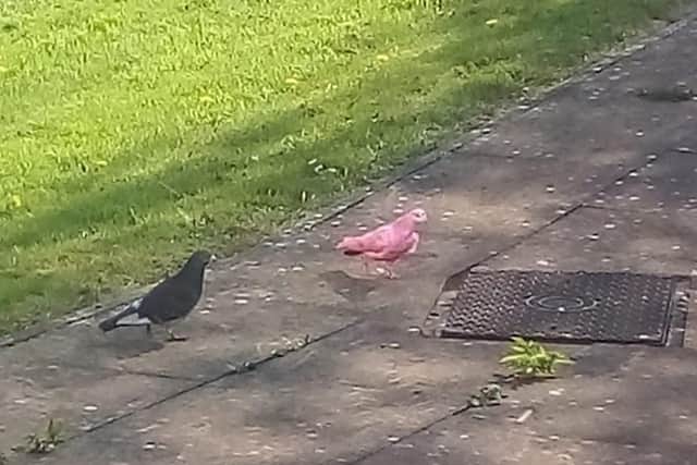 Another image Kelly Lunney captured of what is believed to be a rare pink pigeon
