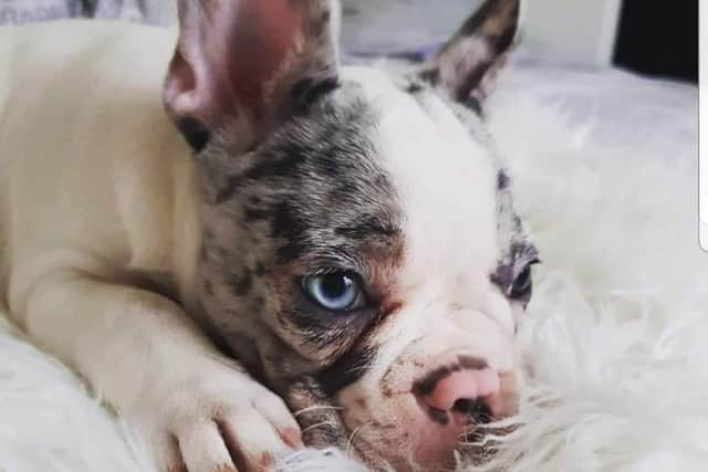 Winter the French bulldog puppy has been reported as stolen and hasn't been seen since February.