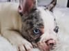 'I still have hope she will be returned': woman’s pain after French bulldog puppy stolen in broad daylight