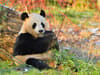 Edinburgh Zoo giant pandas: Yang Guang and Tian Tian leave home of 12 years in Scotland to return to China