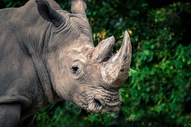 “The only way to save a rhinoceros is to save the environment in which it lives. Because there’s a mutual dependency between it and millions of other species.”