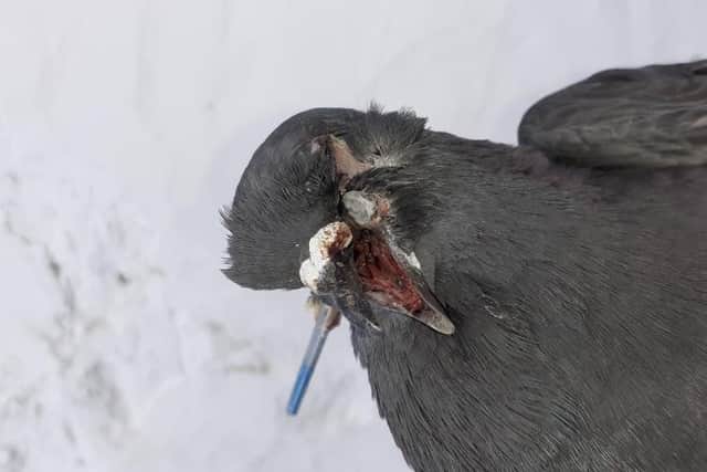 The pigeon was found in a garden by a member of the public, but had to be put to sleep due to the severity of its injuries (Photo: Scottish SCPA)