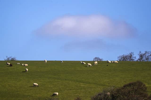 Sheep graze on a hill in Hambledon, Hampshire