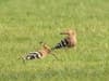 Flamboyant hoopoes: Rare bird which doesn't live in UK is spotted by excited southern birdwatchers