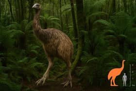 The giant moa, and in orange, at scale next to a human being (Cover Media)