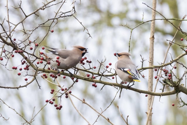 A flock of 350 waxwings gather to feast on hawthorn berries at Hassop Station on the Monsal Trail near Bakewell, in the Derbyshire Peak District.
All Rights Reserved: RKP Photography