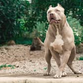 An XL bully dog (Photo: Adobe Stock)