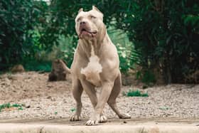 An XL bully dog (Photo: Adobe Stock)