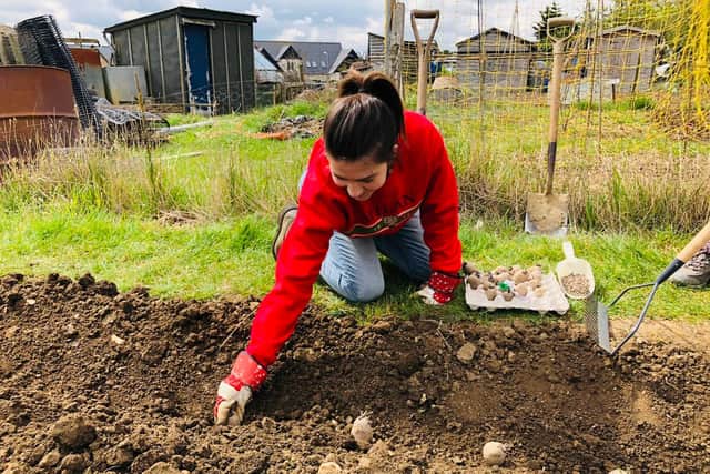 Carly planting out maincrops of seed potatoes in May at her family's allotment