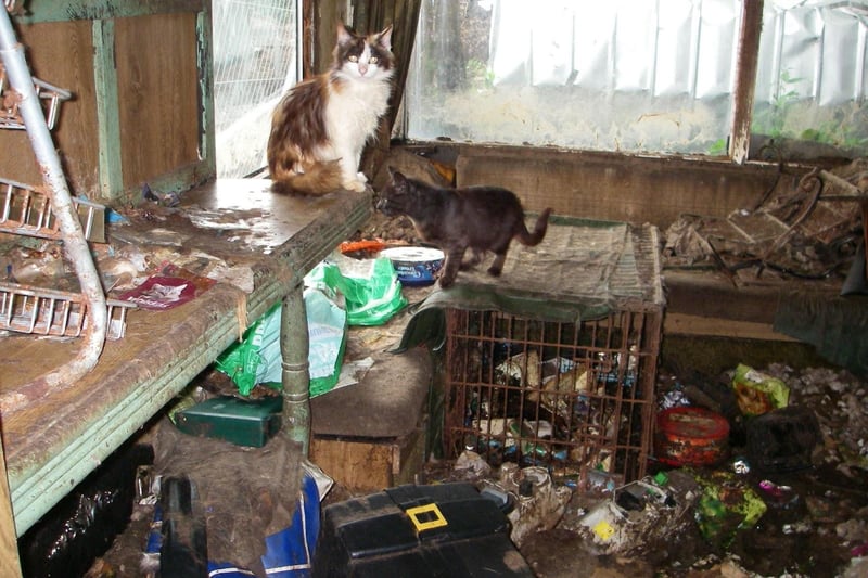 The interior of the caravan was filled with "months and months if not years" of faeces - where the ammonia caused rescuers’ eyes to water. An RSPCA inspector said: "There was some water put in a black container on top of the faeces but there were no bowls I could see leading me to think that the food was just thrown on top of the faeces"


 and, in some cases, the floor surfaces were not visible.