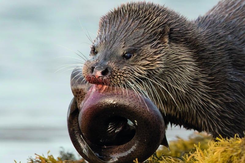 Otters were hunted to the the brink of extinction in the UK and their recovery is considered a conservation success story - Andy Howard captured this one dining on a dogfish