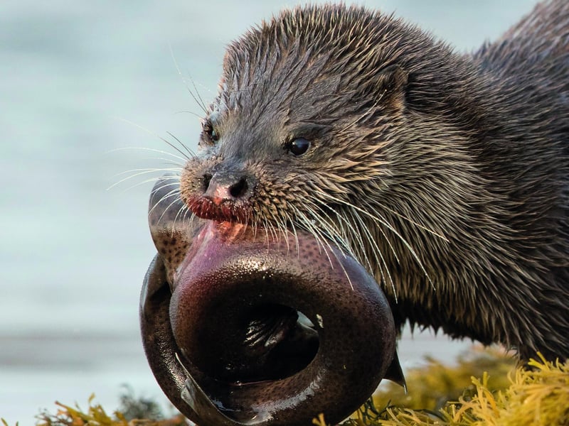 Otters were hunted to the the brink of extinction in the UK and their recovery is considered a conservation success story - Andy Howard captured this one dining on a dogfish