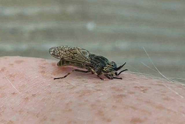 Horseflies are significantly bigger than ordinary flies (picture: Twitter/Thomas Farrell)