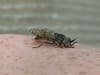 Horsefly season UK: what do horsefly bites look like, how to treat them and are the giant flies dangerous?