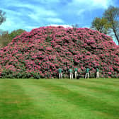 England's largest rhododendron is in bloom at South Lodge Hotel near Horsham in Sussex