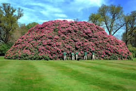England's largest rhododendron is in bloom at South Lodge Hotel near Horsham in Sussex