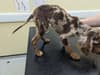 RSPCA: Puppy left abandoned by side of the road in Chichester is rehomed