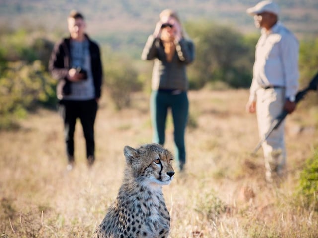 Samara Cheetah Walk