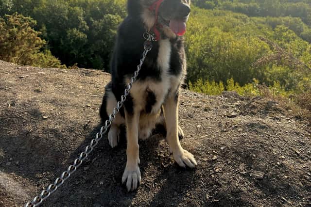The team clocked the miles with daily dog walks and group outings.