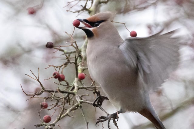 Significant numbers of the birds, visitors from Scandinavia and Russia are being reported this winter across the country. 
All Rights Reserved: RKP Photography