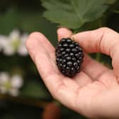 Blackberries picked at Clock House Farm