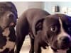 Marshall and Millions: petition calling for justice for two dogs shot by Met Police attracts 950k signatures