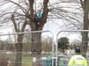 Barrister and climate activists climb trees to stop 'illegal' felling by council and developers