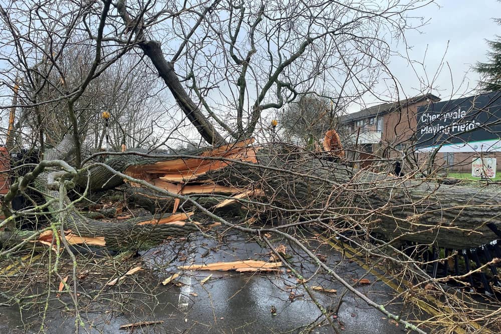 A fallen tree at the Cherryvale playing fields in Belfast on Friday January 24, 2025. Photo: David Young/PA Wire