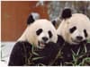 Edinburgh Zoo pandas: Final date to see Yang Guang and Tian Tian before giant pandas leave for China