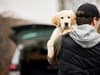 Dog theft: Rise of pet theft since start of Covid pandemic is ‘worrying’, says Environment Secretary