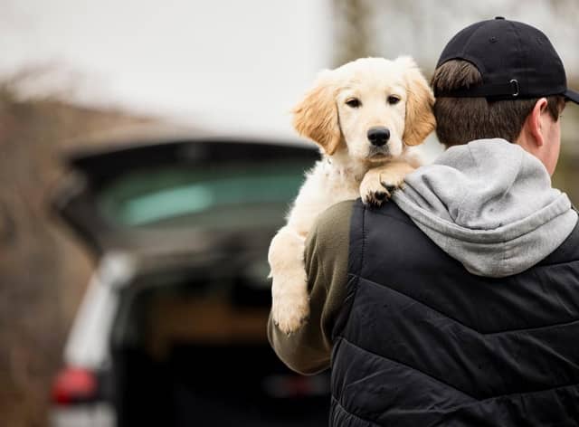 The UK has seen a rise in pet thefts since the beginning of the Covid pandemic (Photo: Shutterstock)